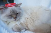 2018 - Louis Gummi-Contest